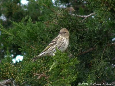 Pine Siskin