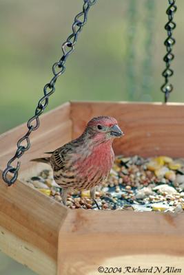 House Finch (male)