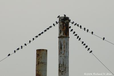 Rock Doves