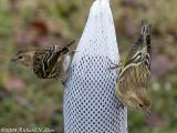 Pine Siskin