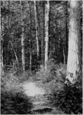 Forest of Mystery (Mono Impression)