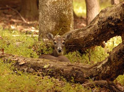 JPG S Fawn Bed DSC_3666.jpg