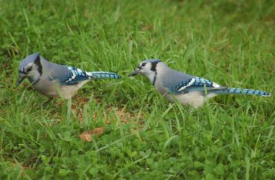 JPG S Two Jays DSC_4822.jpg