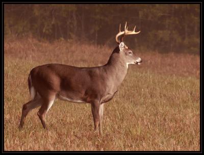 JPG CSB2s Buck DSC_5658.jpg