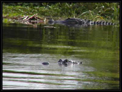 u49/richardr/medium/36893585.JPGSB2GatorsPB239550.jpg