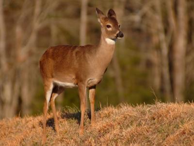 JPG CS Little Doe DSC_1435.jpg