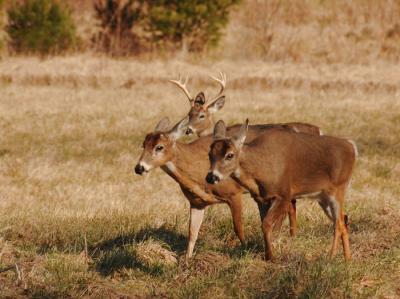 JPG CS Three Bucks DSC_1505.jpg