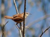 JPG 1S Wren DSC_3353.jpg