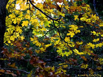 Fall Leaves