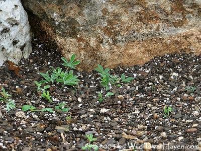Seedlings - Lower Rock Garden