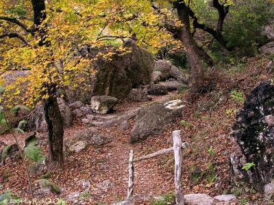 Fall Along Path
