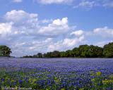 Sea of Bluebonnets