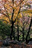 Ergo Fall