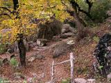 Fall Along Path