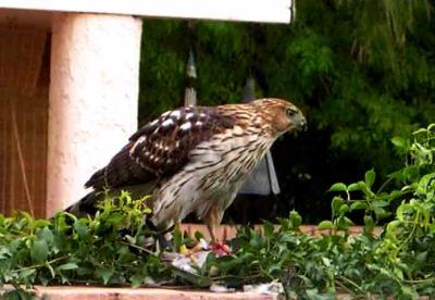 u49/rixx/medium/36836058.CoopersHawk.jpg