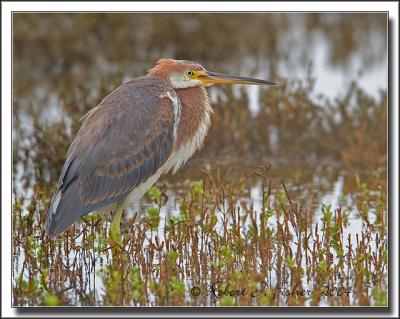 Tricolored Heron