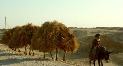 Camel  train going to market 7 November, 2004