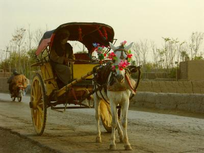 Its common to dress horses with flowers