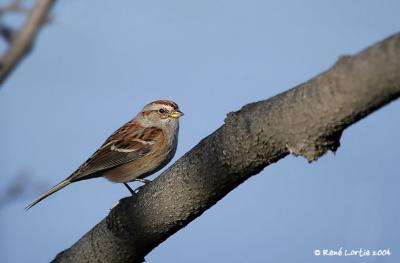 Bruant hudsonien / American Tree Sparrow