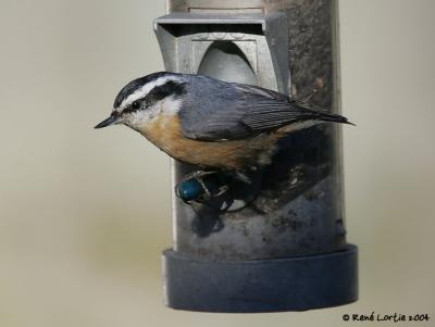 Sittelle  poitrine rousse / Red-Breasted Nuthatch