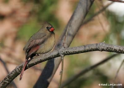 Cardinal rouge / Northern Cardinal