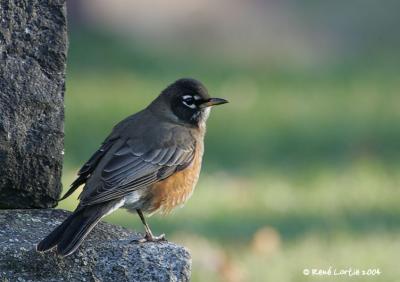 Merle d'Amrique / American Robin