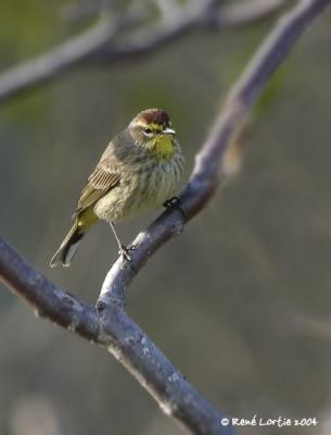 Paruline  couronne rousse / Palm Warbler