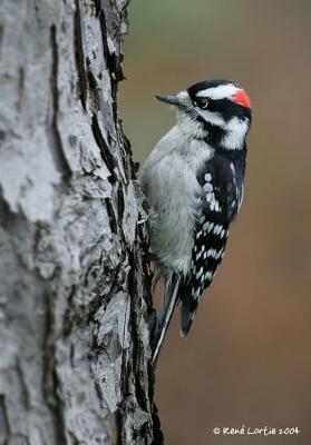 Pic mineur / Downy Woodpecker