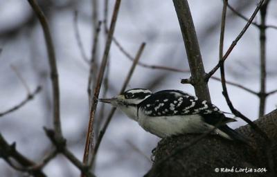 Pic chevelu / Hairy Woodpecker