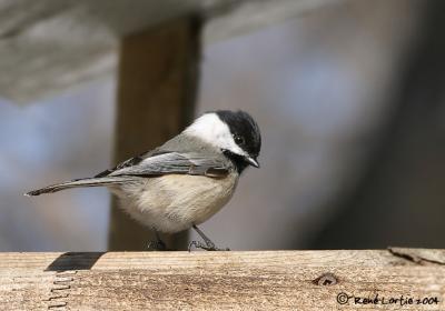 Msange  tte noireBlack-capped Chickadee