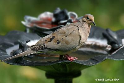 Tourterelle triste / Mourning Dove