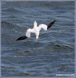 Fou de Bassan / Northern Gannet