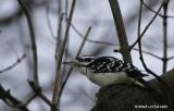 Pic chevelu / Hairy Woodpecker