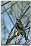 Paruline  croupion jaune / Yellow-Rumped Warbler