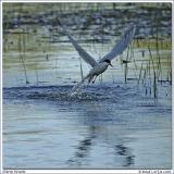 Sterne pierregarin / Common Tern