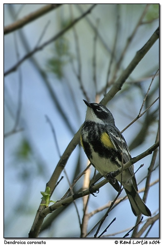 Paruline  croupion jaune / Yellow-Rumped Warbler
