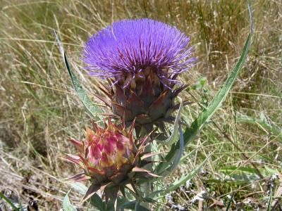 Thistle be a good place to flower