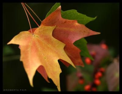 Fall