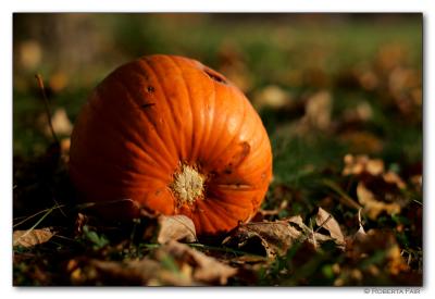 Pumpkin