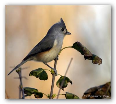 u49/roberta/medium/36270717.tuftedtitmouse800x.jpg