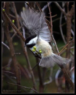 Chickadee