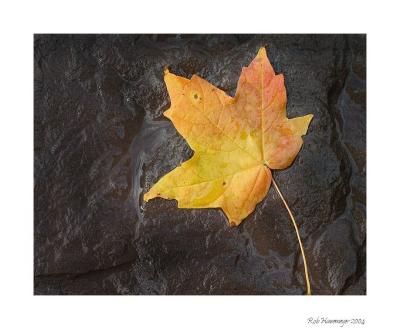 Fall Leaf