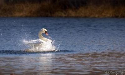 CRW_1772