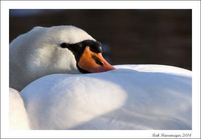 CRW_2698