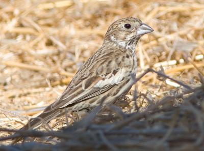 Lark Bunting