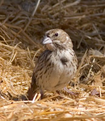 Lark Bunting