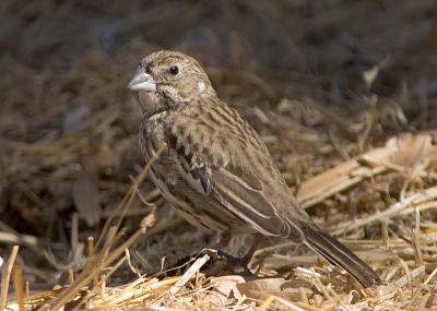 Lark Bunting