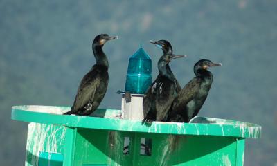 Brandts Cormorants 4865