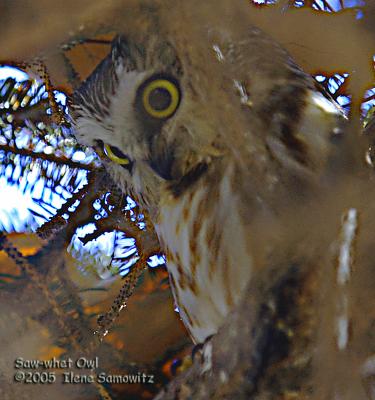 Saw-whet Owl  5186