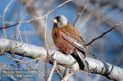 Gray-crowned Rosy finch 5121